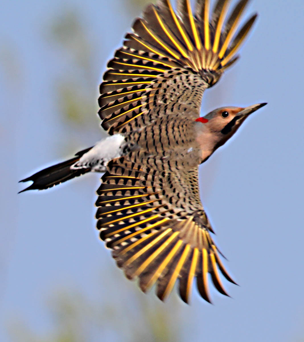 2010 04 21_pic et renard_0086--pic--1200.jpg