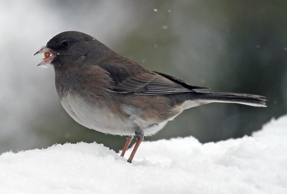 maison_2011 02 12_0018--junco-1000.jpg