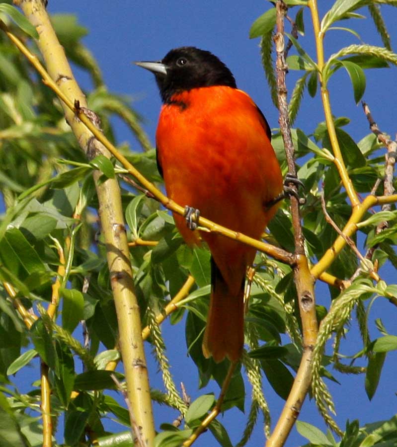 IMG_0058-oriole-900.jpg