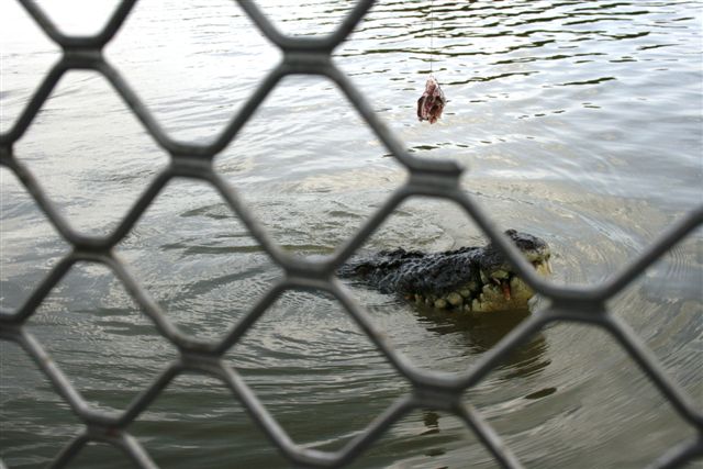 25.09.09 5th stop Croc river trip (87).JPG