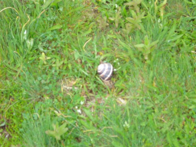 Roman Basilica Local snail about the size of a pack of cards