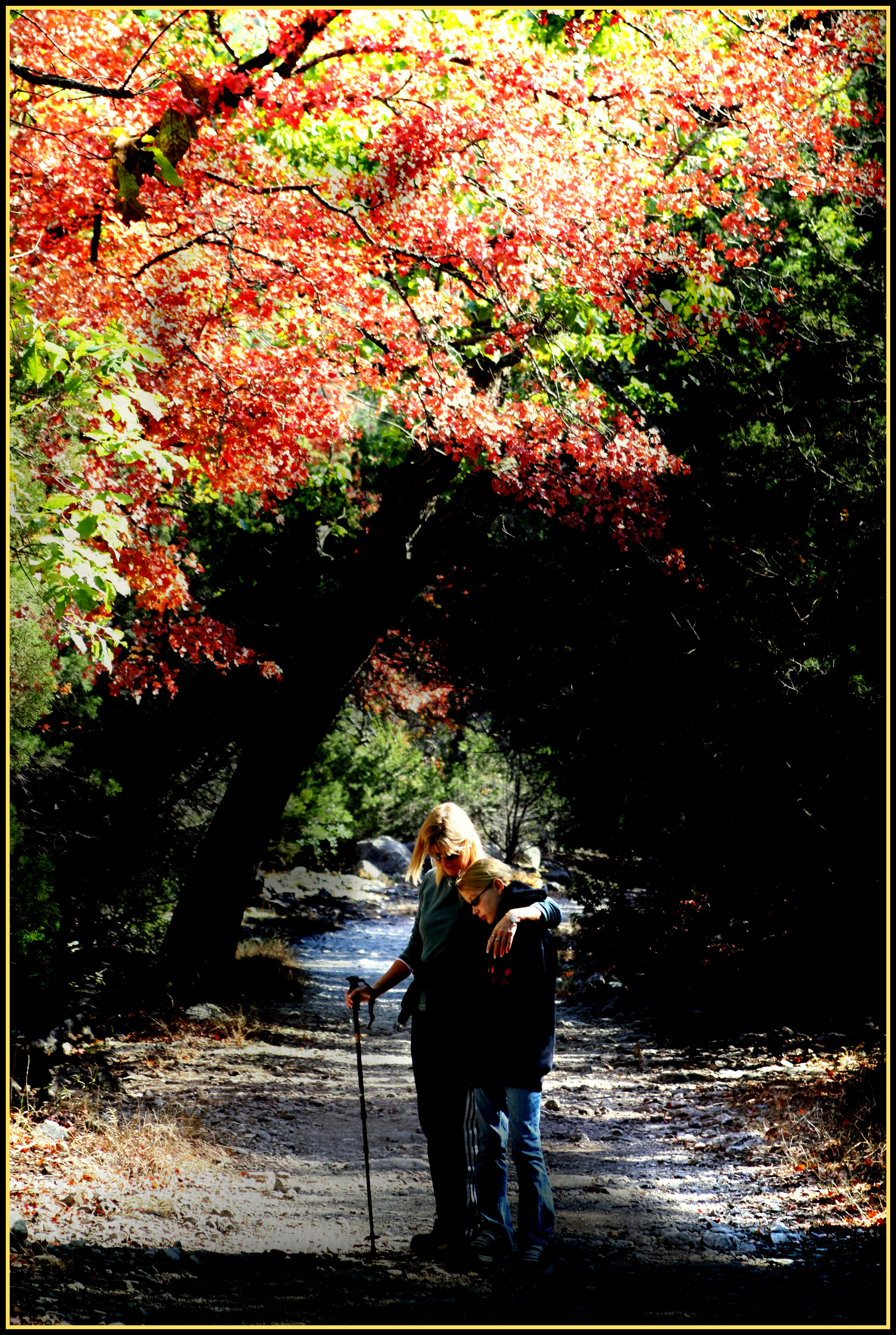 Sunray On The Maple