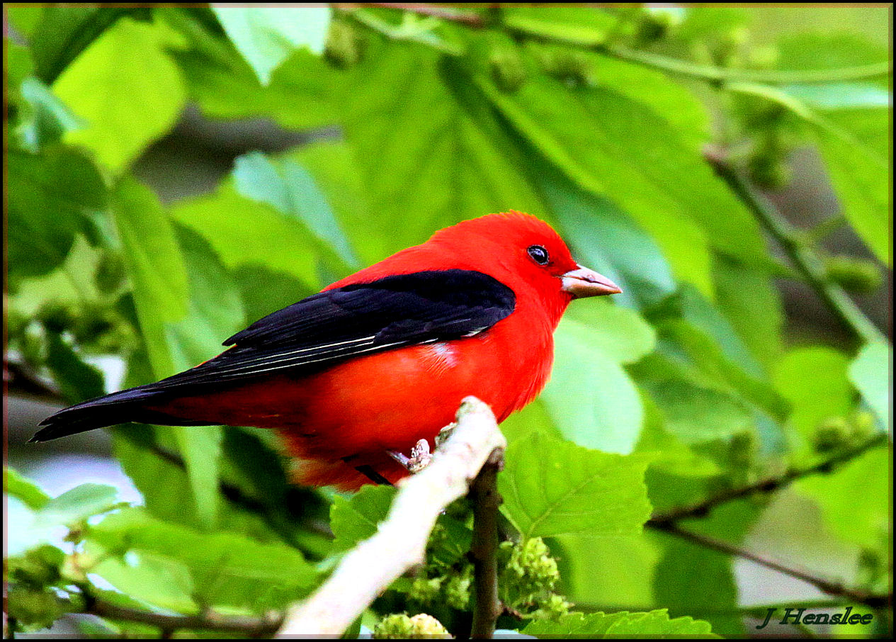 Scarlet Tanager