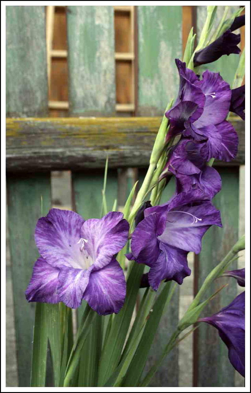 Gladiolus