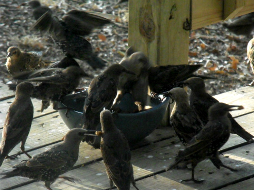 Feeding frenzy