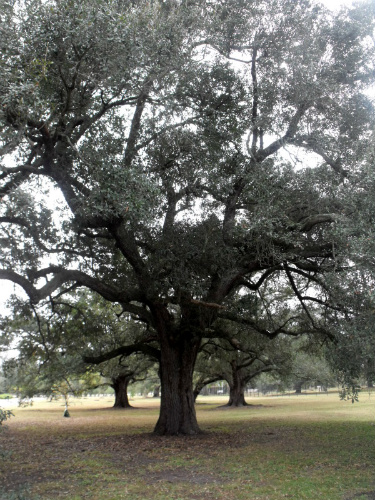 DSCF6729.jpg
