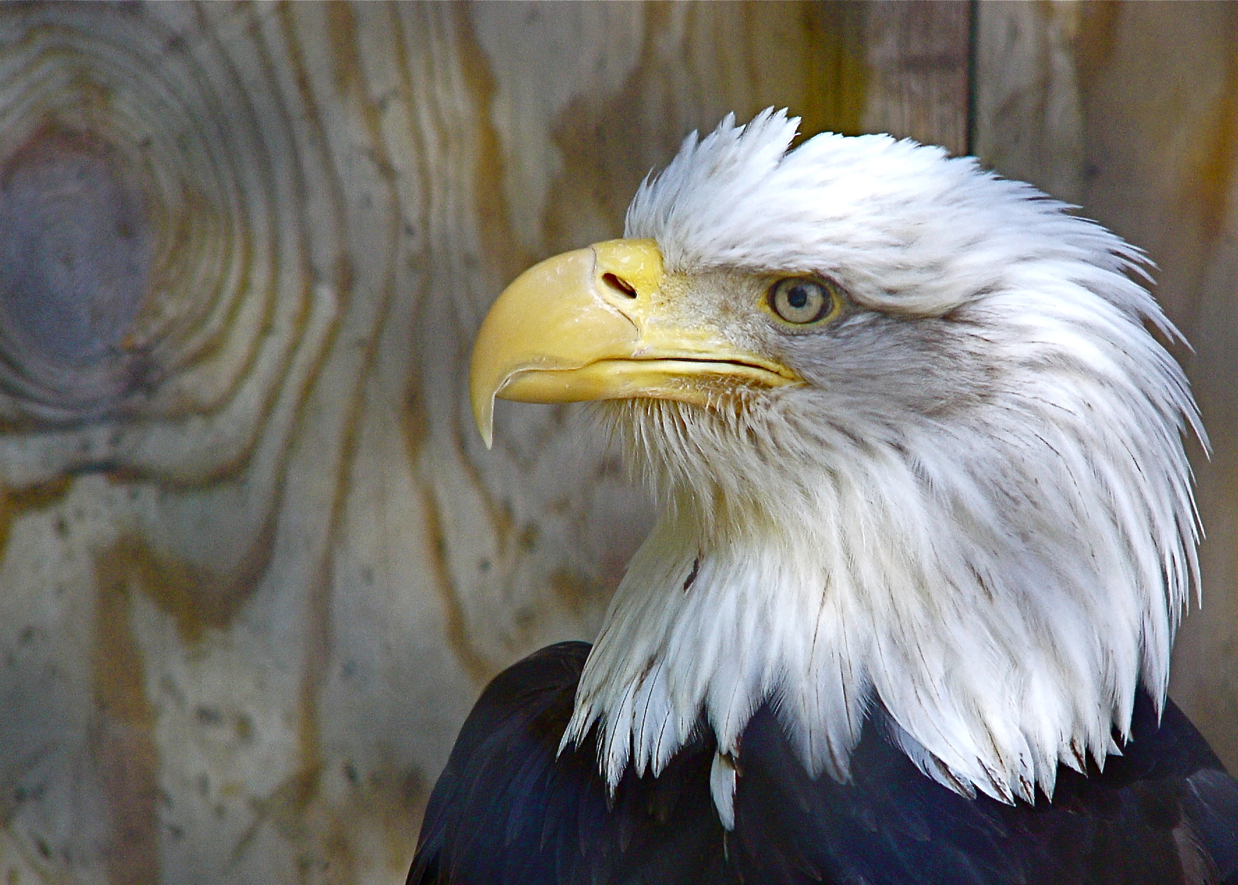 Recovering Eagle