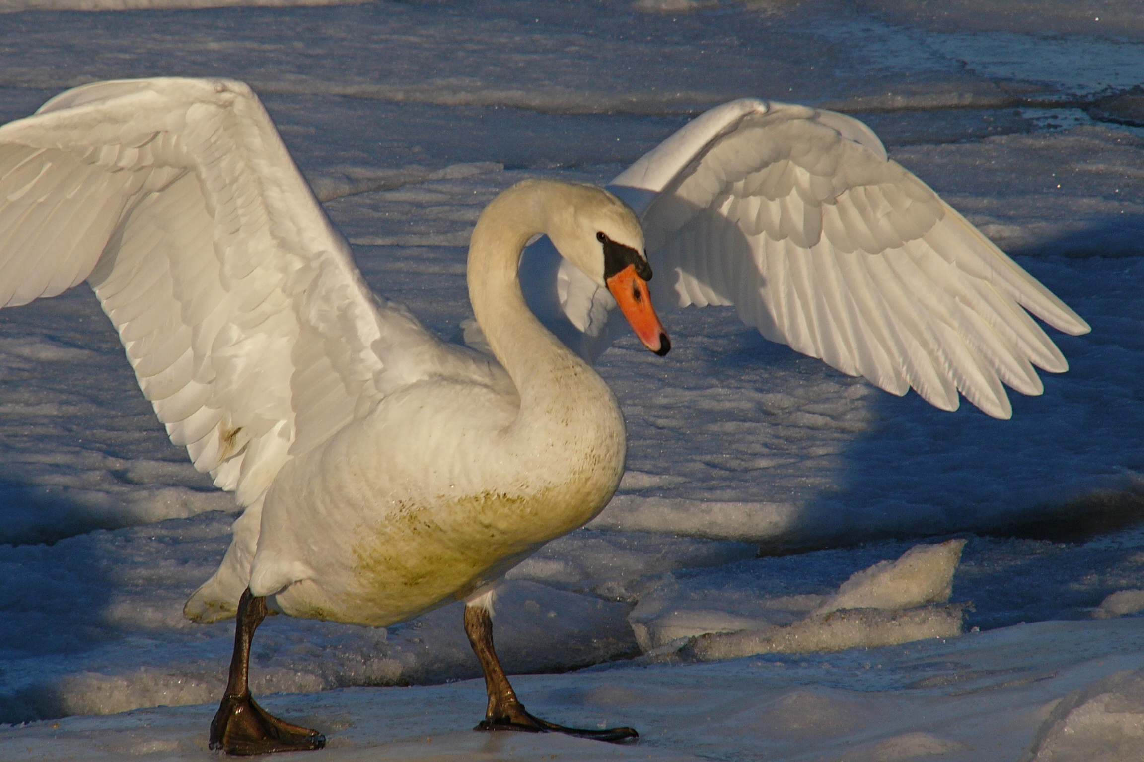 Angry Swan