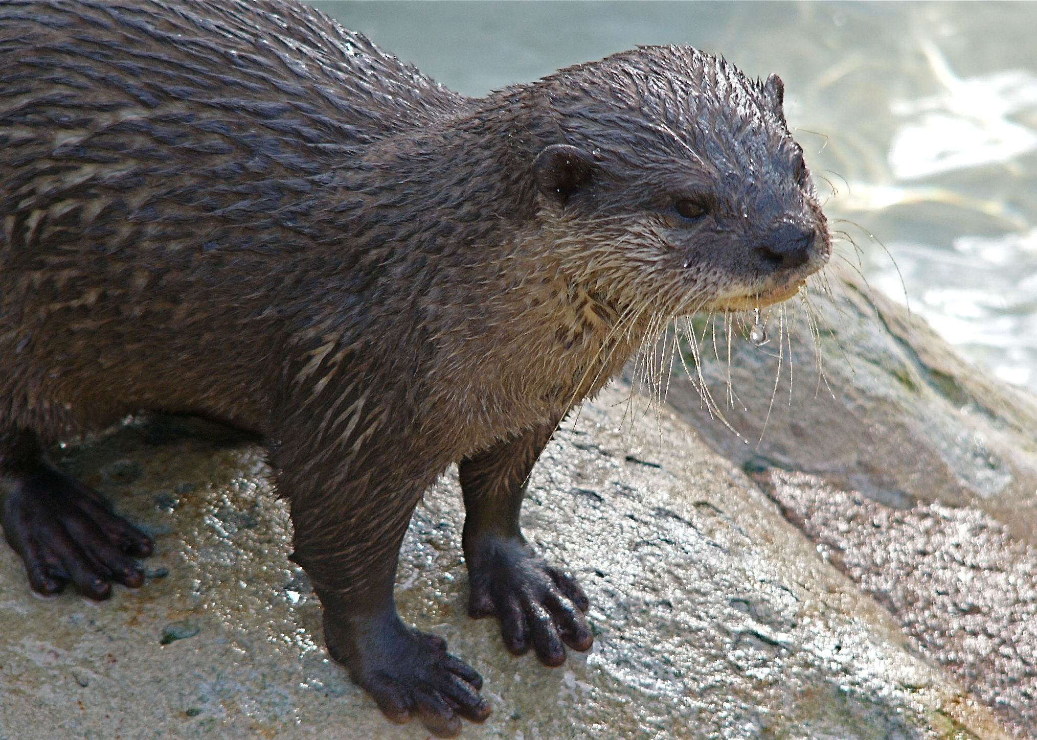 Otter