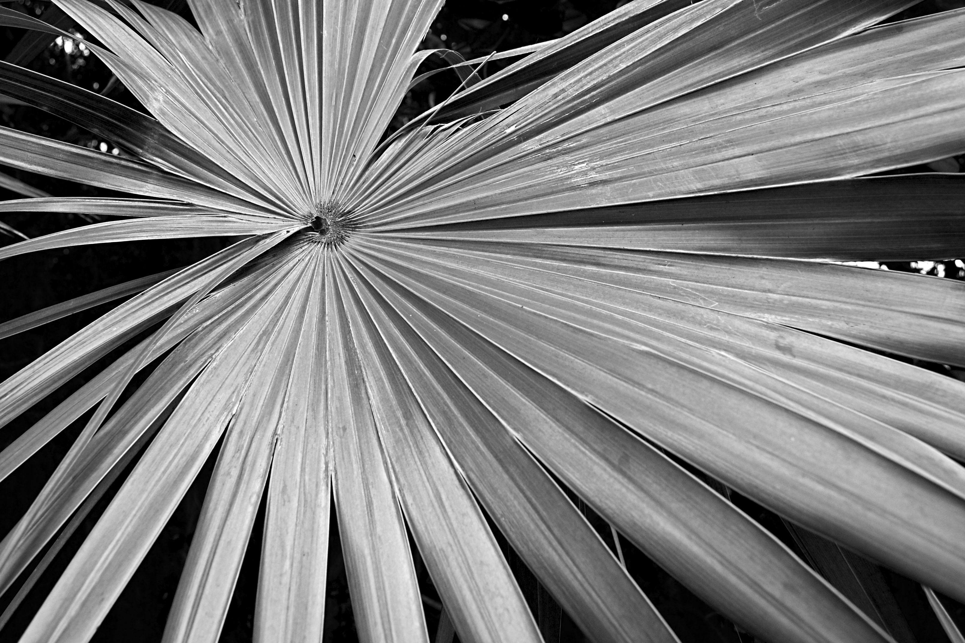 Lines in Plant Life