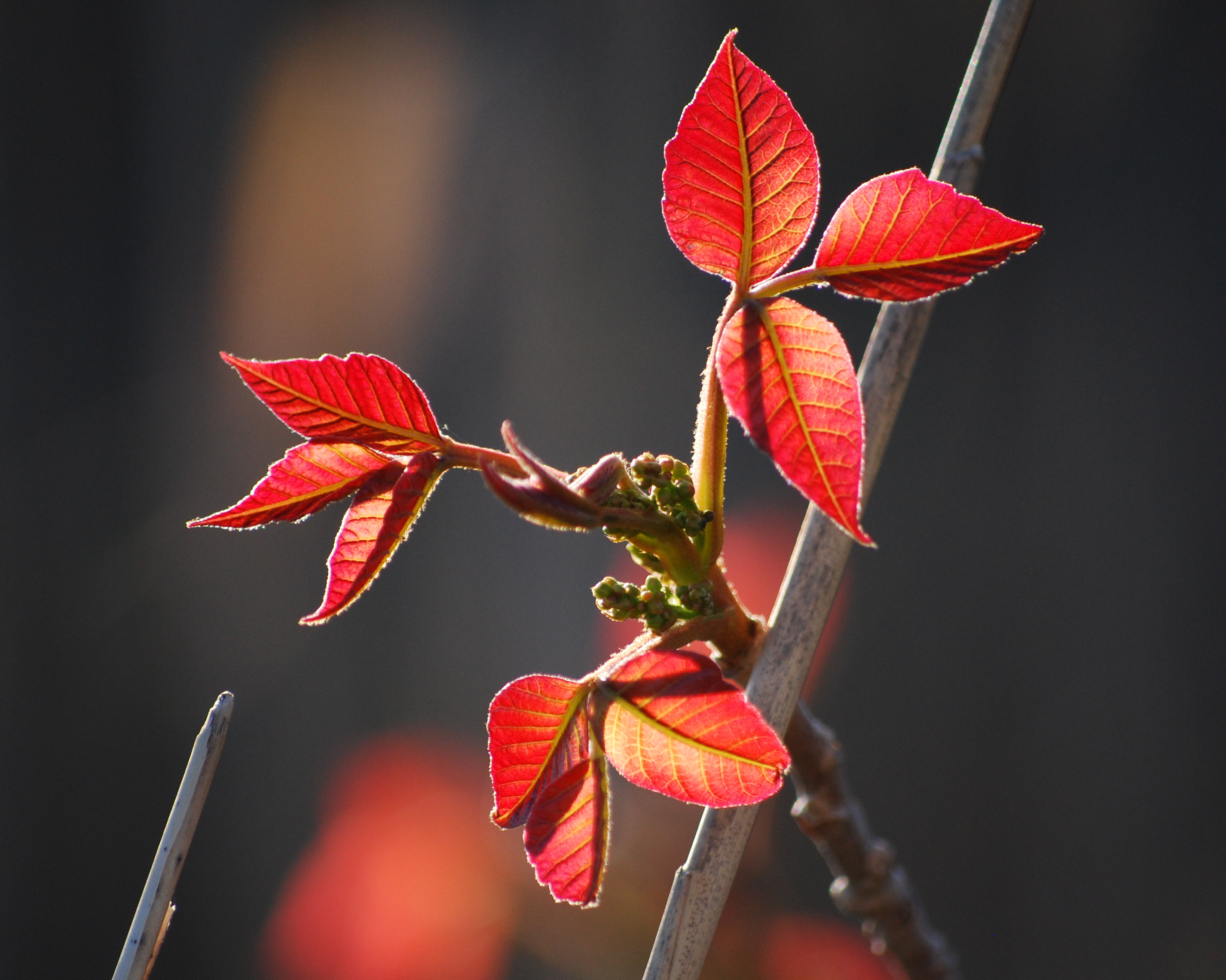 New Growth