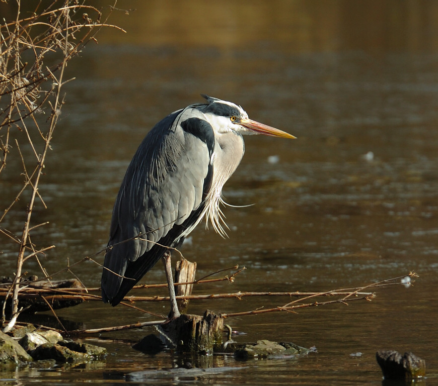 Heron 19.jpg