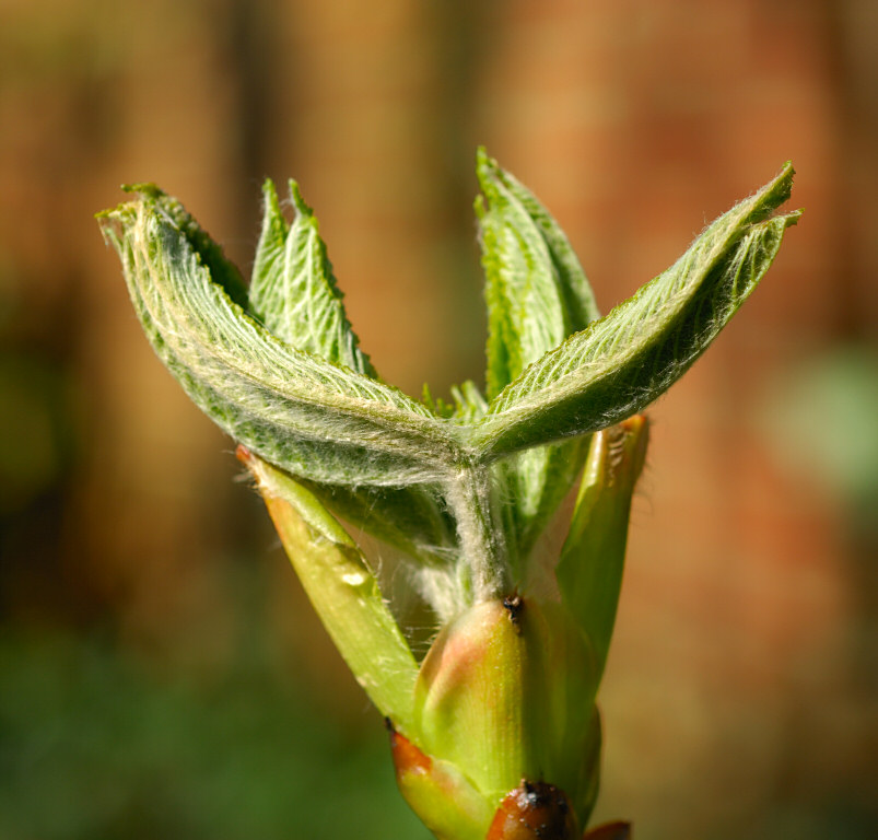 Horse Chestnut 13.jpg