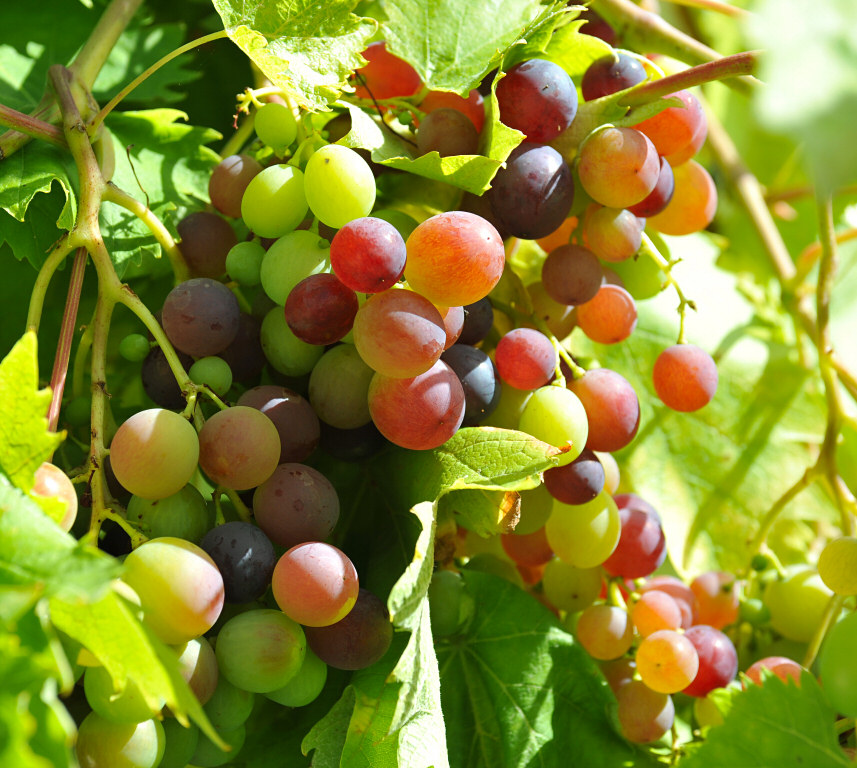 Grapes 04.jpg