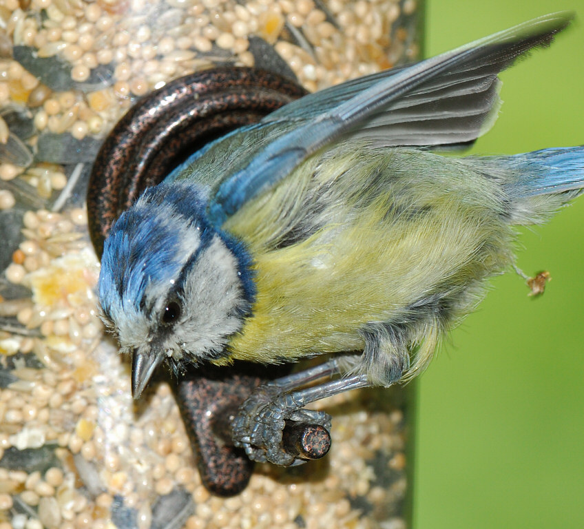 Bluetit 69.jpg