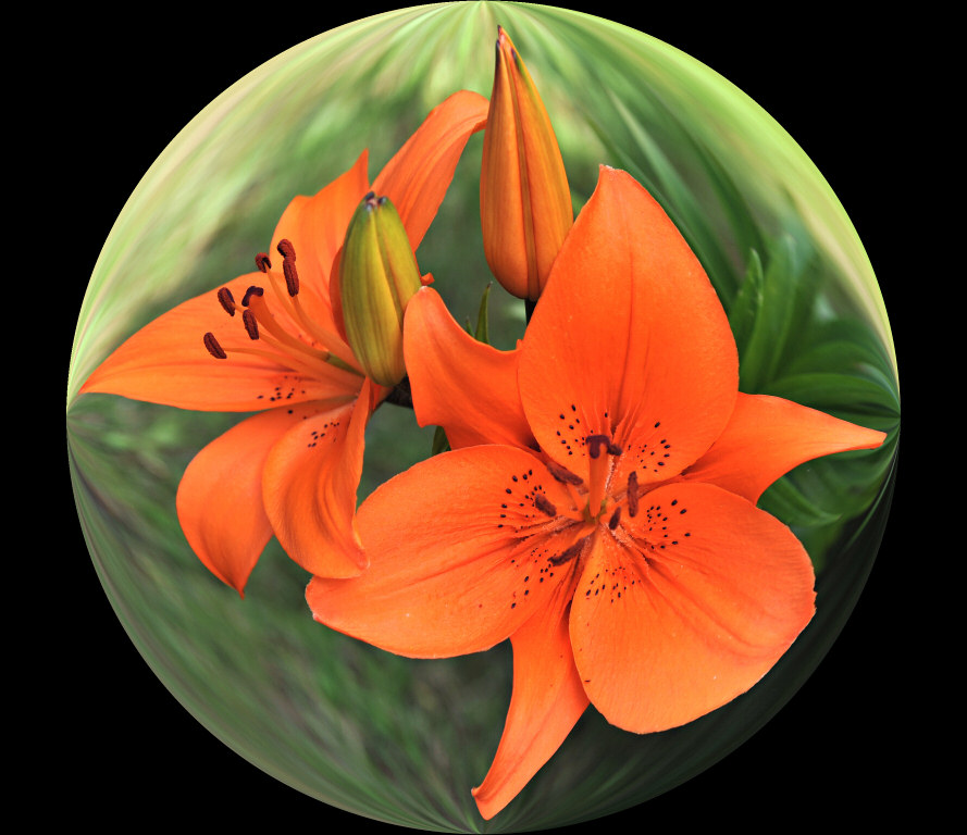 Lily 16.JPG
