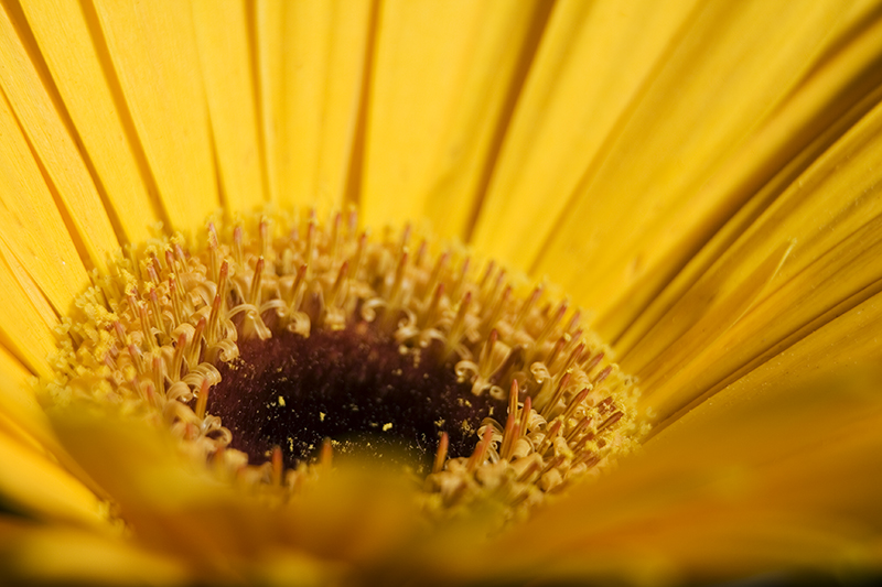 Fleur jaune - Yellow flower - Pascal Fauchard