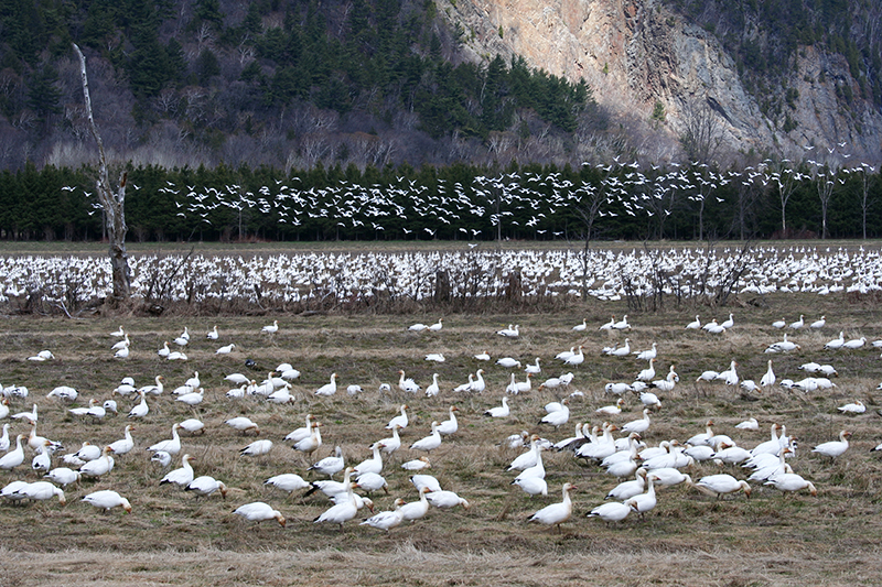 Oies des neiges  Cap Tourmente <p><a href=http://www.pbase.com/pfmerlin/oies_2008>  Plus de photos ici