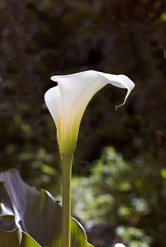 Calla Lily