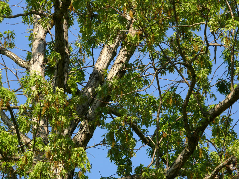Up a Tree
