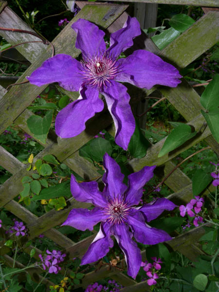 Jackomani Clematis