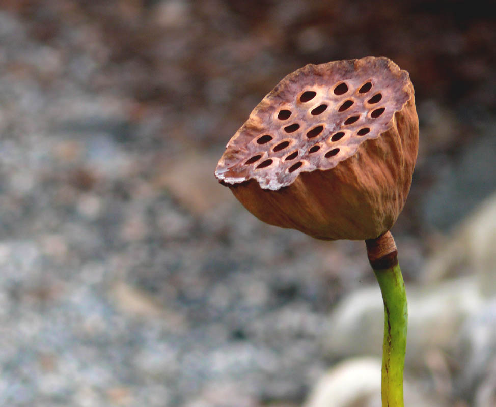 Lotus Pod