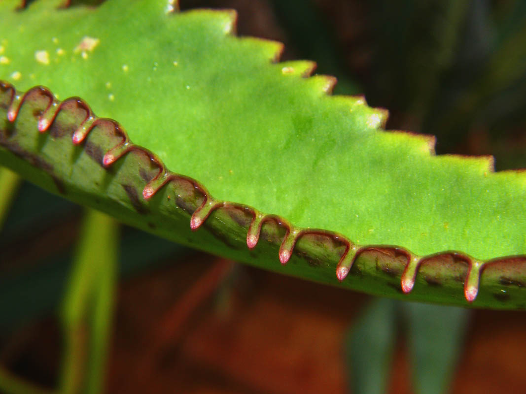 Decorated Leaves