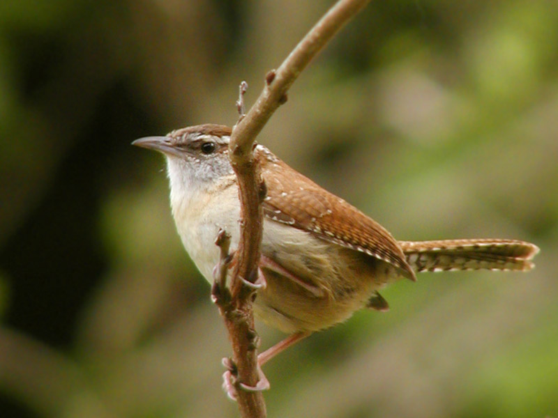 Chirp