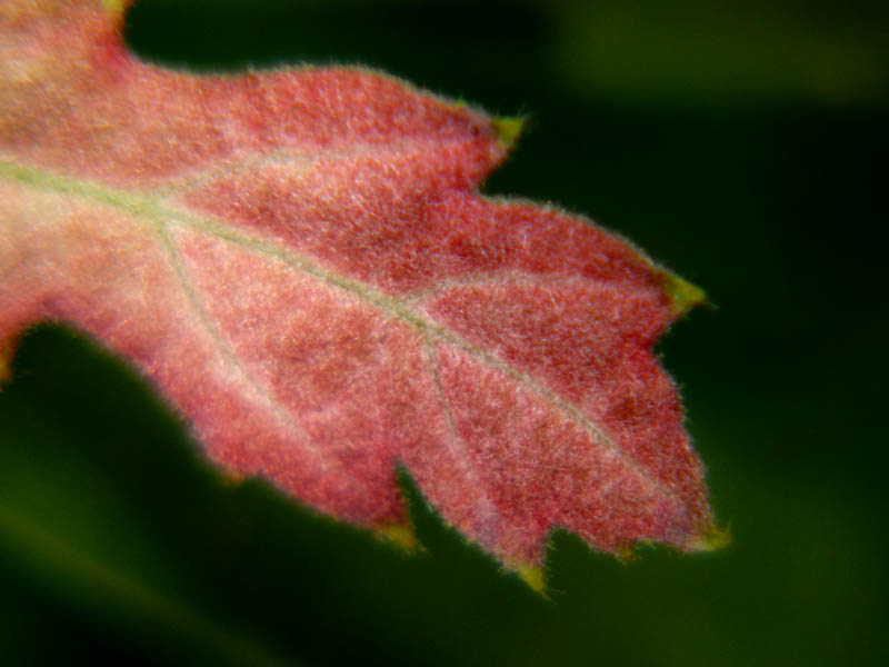 Red Oak?