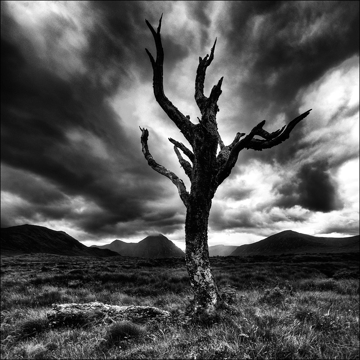 Dead Tree Rannoch Moor.