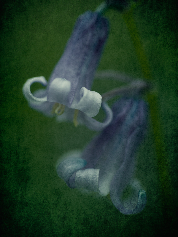 Bluebells.