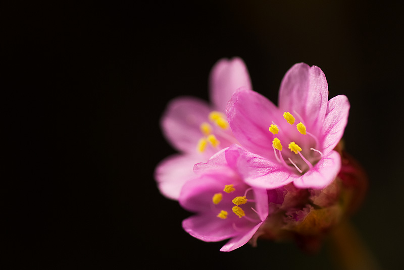 Little Pinks.