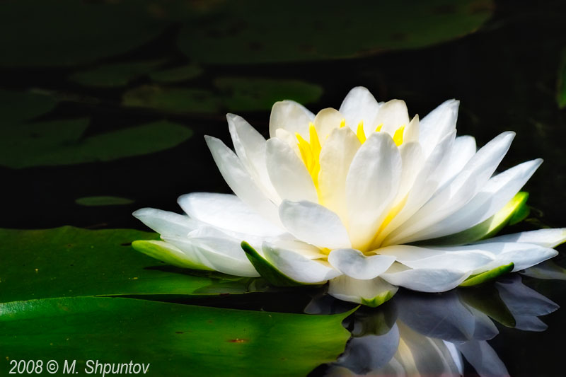Water Lily - Pinery Provincial Park..