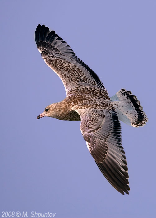 Gulls Attack #