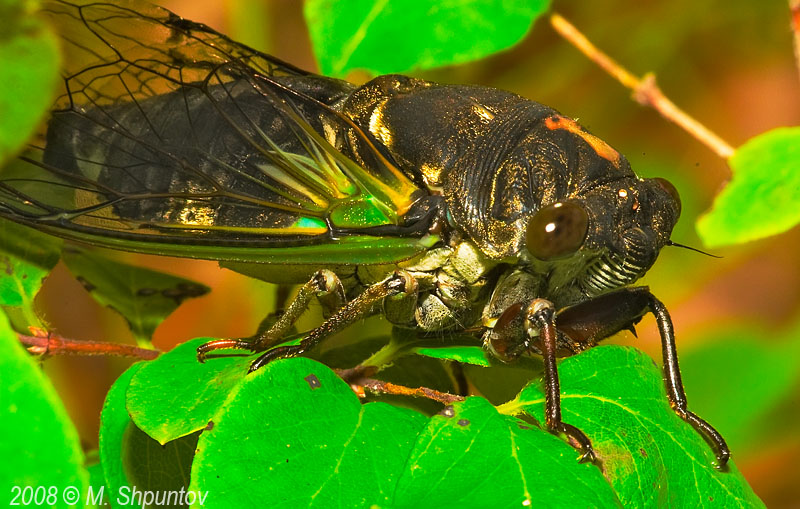 Cicada