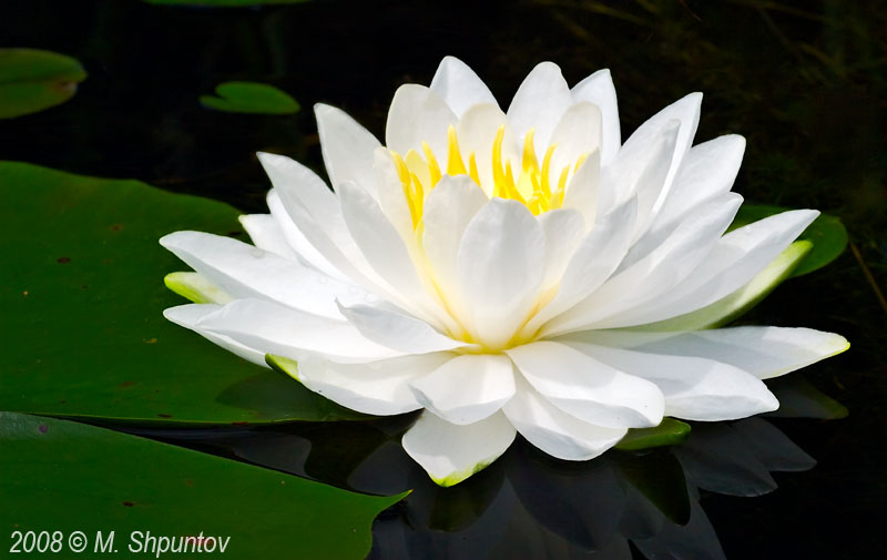 Water Lily