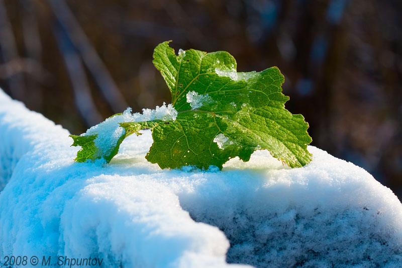 Between Fall and Winter