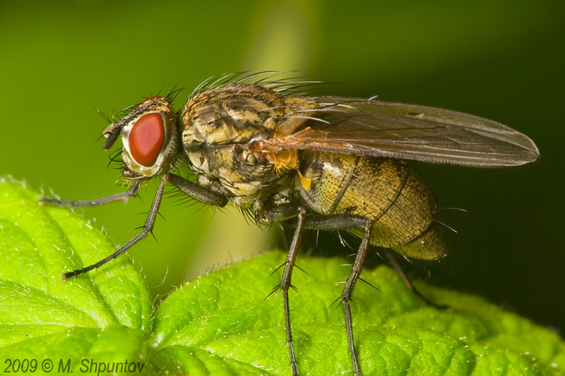 Return of the Fly