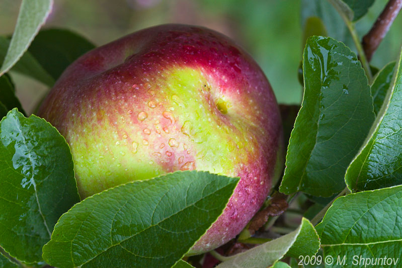 Fresh Cortland Apples