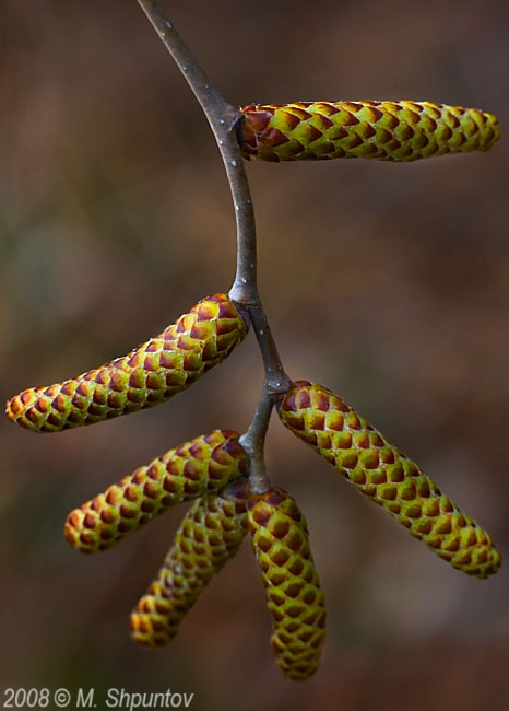 Spring Blossom