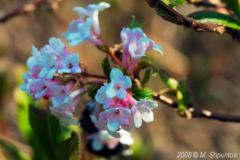 Spring Blossom