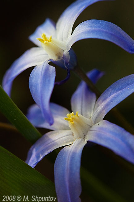 Spring Blossom