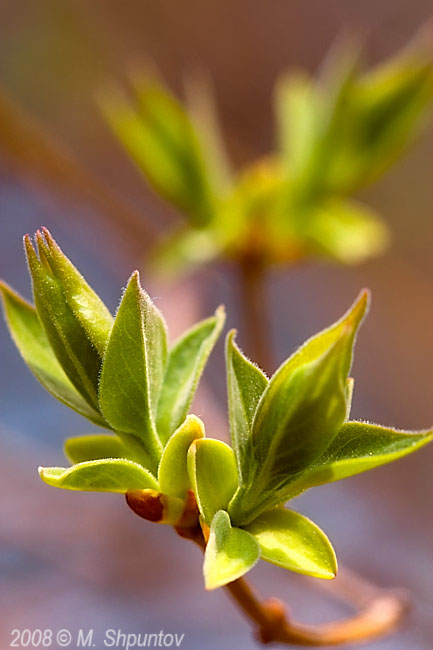 Spring Blossom