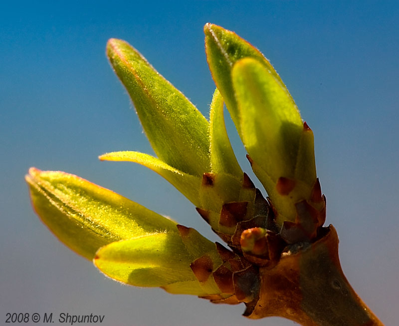 Spring Blossom