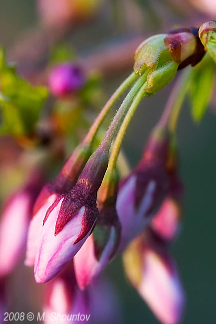 Spring Blossom