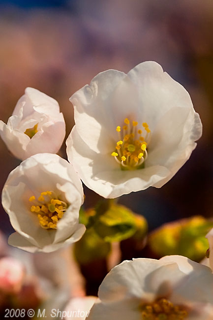 Spring Blossom