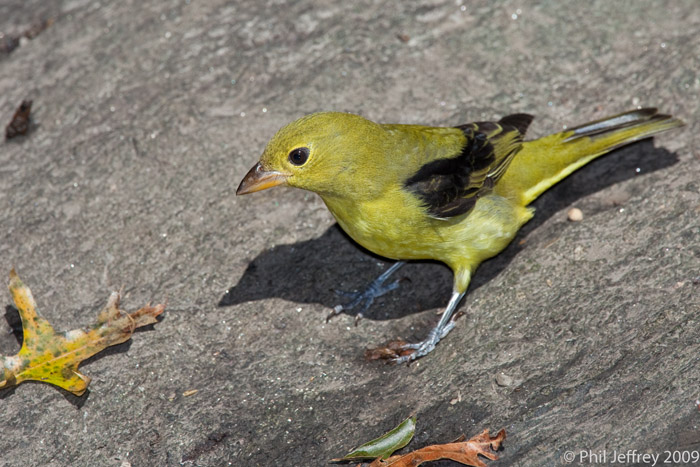 Scarlet Tanager