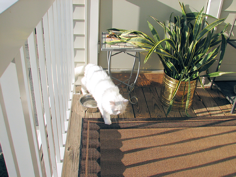 Taking a stroll in the sunshine