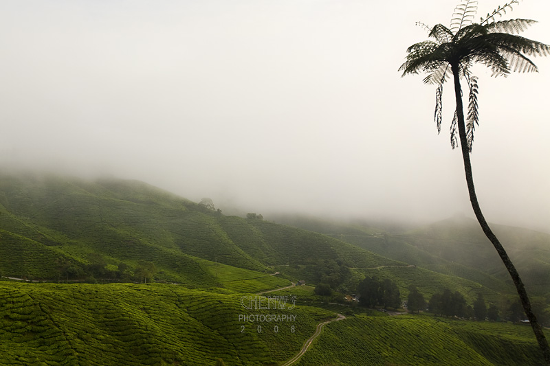 Tea plantation