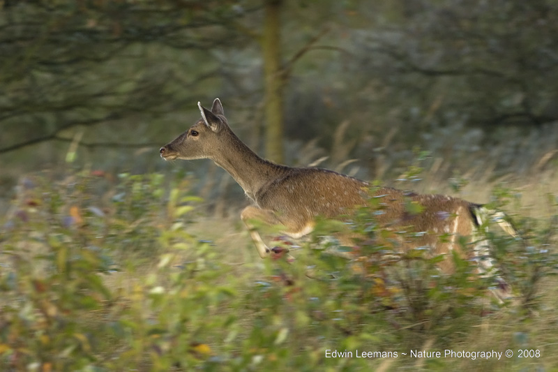 Fallow Deer - Damhert